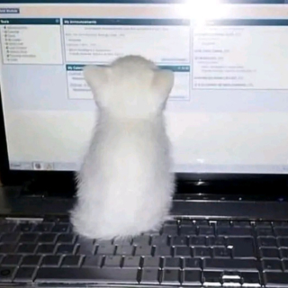 Gatito Programador